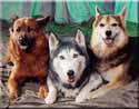 Buddy, Sashah, & Gwenevere